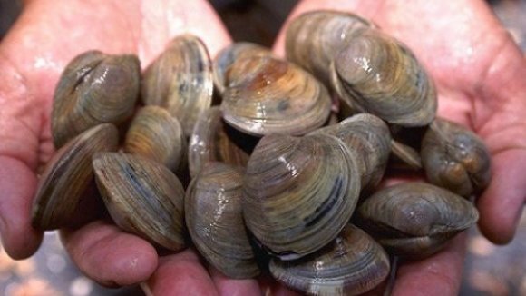 Tejo vai ter unidade de depósito e transformação de bivalves