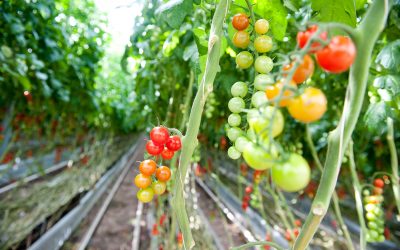 CAP propõe criação de Plano Estratégico de salvaguarda à produção nacional