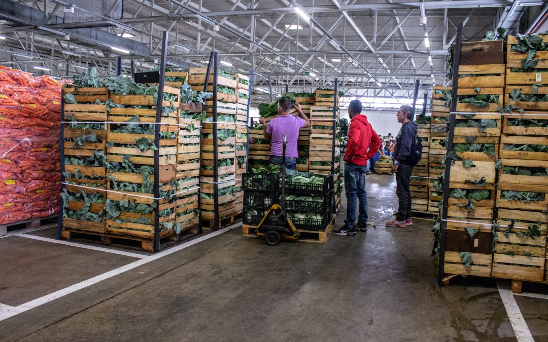 “Go Market” apoia projectos no sector agro-alimentar e logístico
