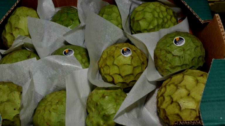 Exportação de anona através do cargueiro MAIS