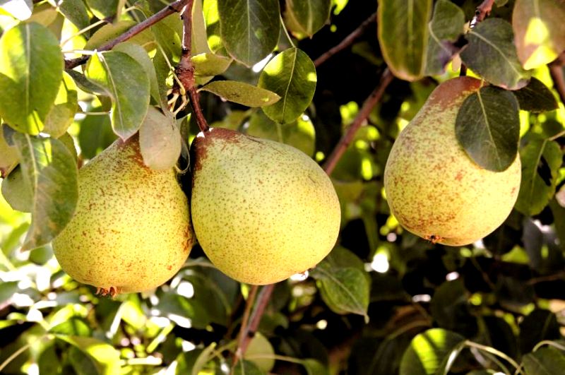 Pêra Rocha viaja até à China