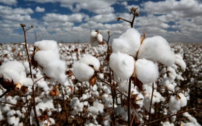 Importação de produtos de algodão de Xinjiang na mira da Europa