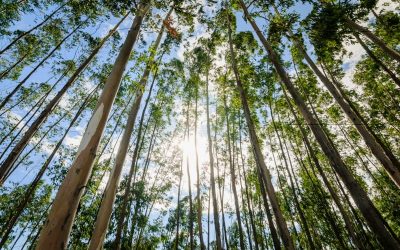 Exportações da indústria florestal apresentam ligeiro crescimento em 2019