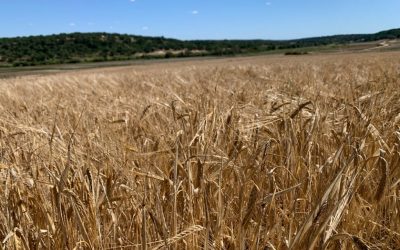Central de Cervejas e Agri Marketplace inovam no processo de procurement
