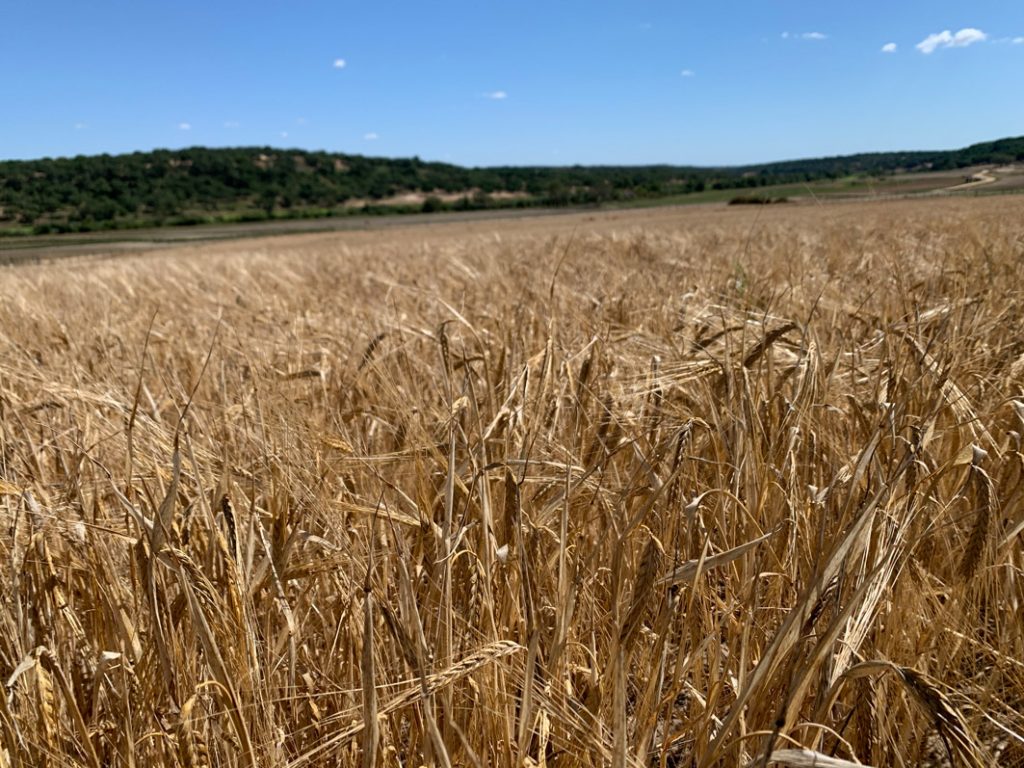 Central de Cervejas e Agri Marketplace inovam no processo de procurement
