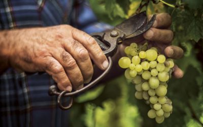 Produtores com preços reduzidos enquanto grande distribuição arrecada lucro