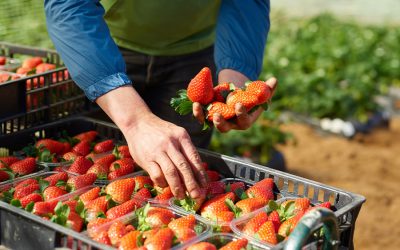 Mercadona aposta no morango português