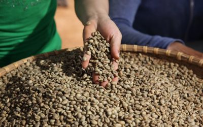 Nestlé ambiciona atingir a totalidade de cultivo sustentável para os seus cafés até 2025