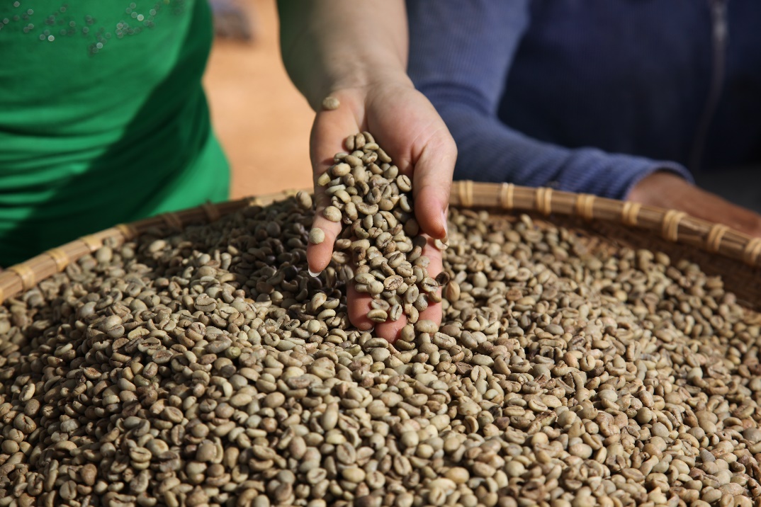 Nestlé ambiciona atingir a totalidade de cultivo sustentável para os seus cafés até 2025