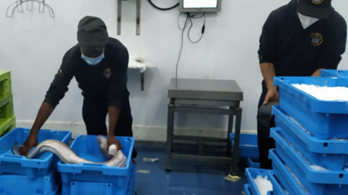 Parceria inédita permite entregas de pescado fresco em 24 horas