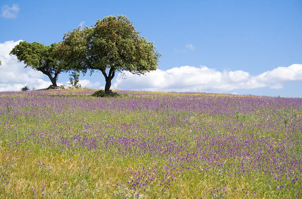 ‘Invest in Alentejo’ promove sectores-chave para captar investimento