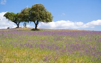 ‘Invest in Alentejo’ promove sectores-chave para captar investimento