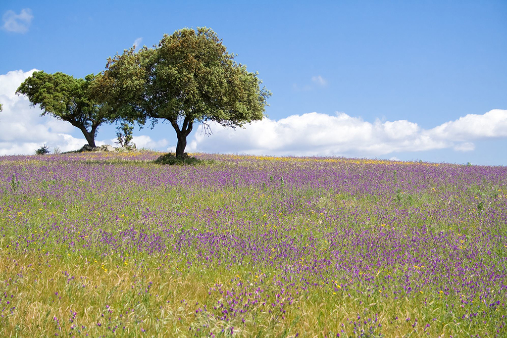 ‘Invest in Alentejo’ promove sectores-chave para captar investimento