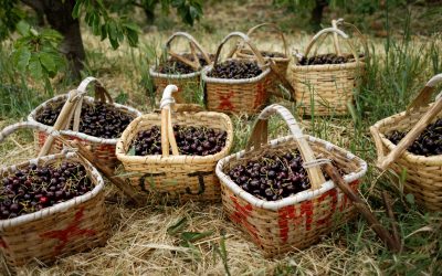 Continente compra 500 toneladas de cerejas do Fundão
