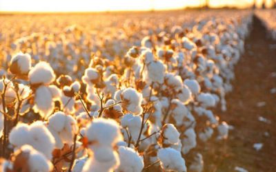 Aumento do preço das fibras afecta sector têxtil