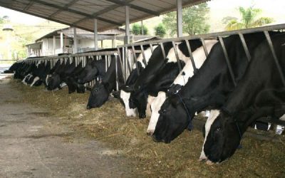 IACA alerta para a subida de preços das matérias-primas de alimentação animal