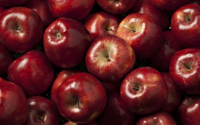 Aberta a temporada da exportação da maçã portuguesa