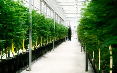 Clever leaves exporta o primeiro lote comercial de flor THC