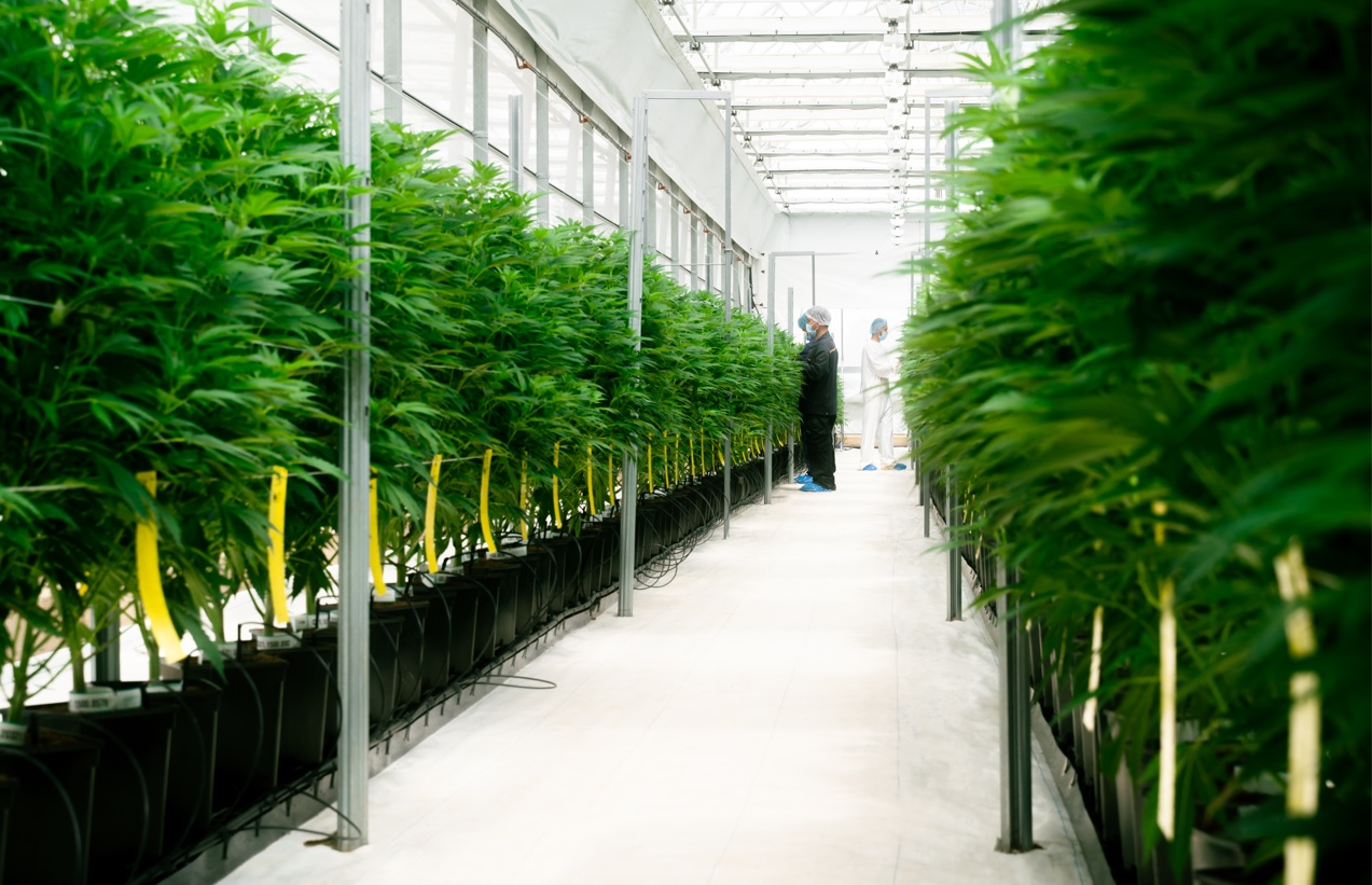 Clever leaves exporta o primeiro lote comercial de flor THC