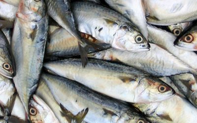 Pescado: procura global cresceu 30%