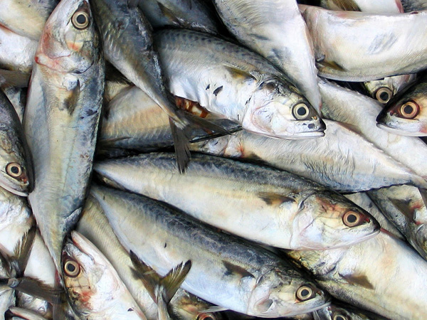 Pescado: procura global cresceu 30%