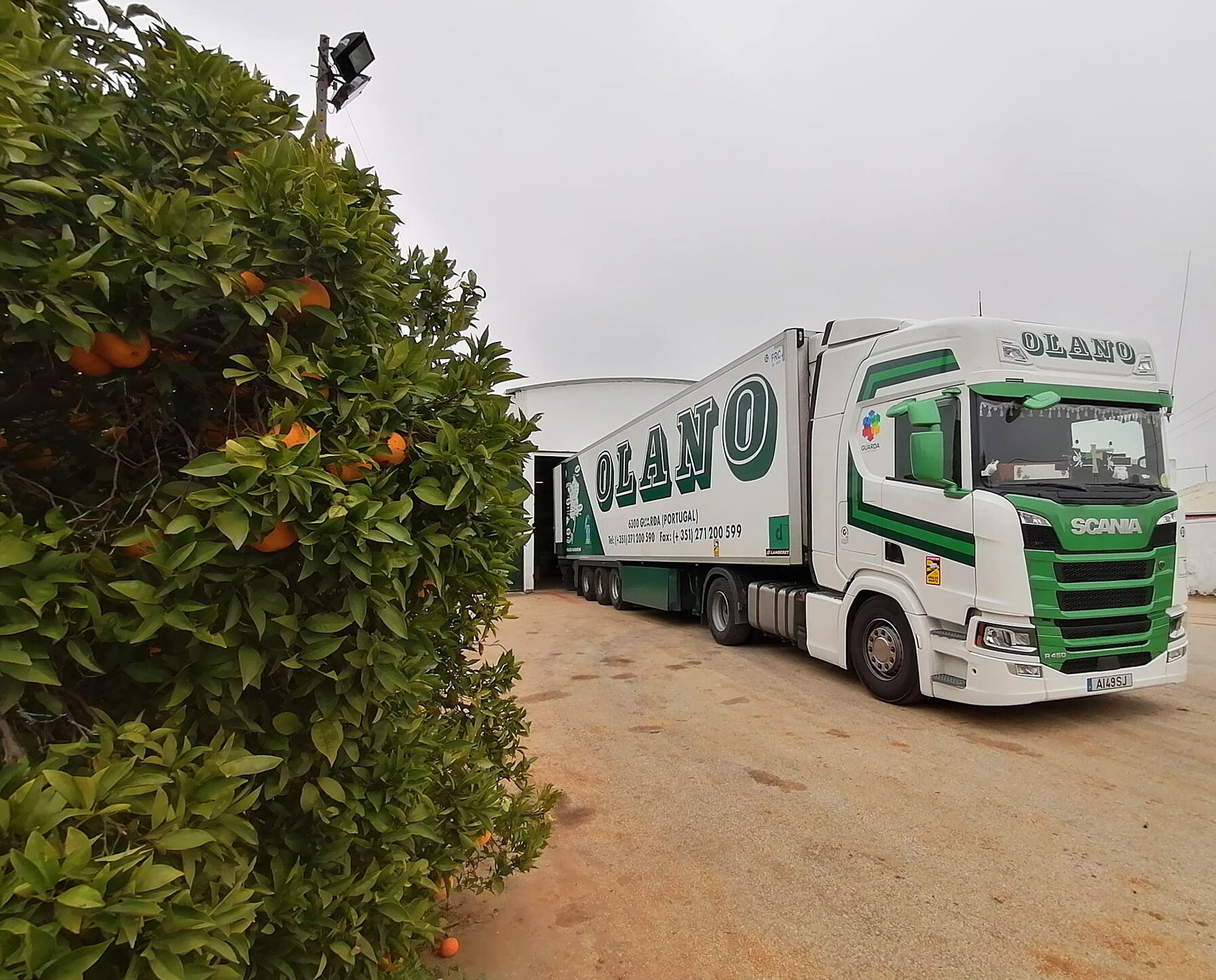 Olano vai transportar 11 mil toneladas de laranja do Algarve para França