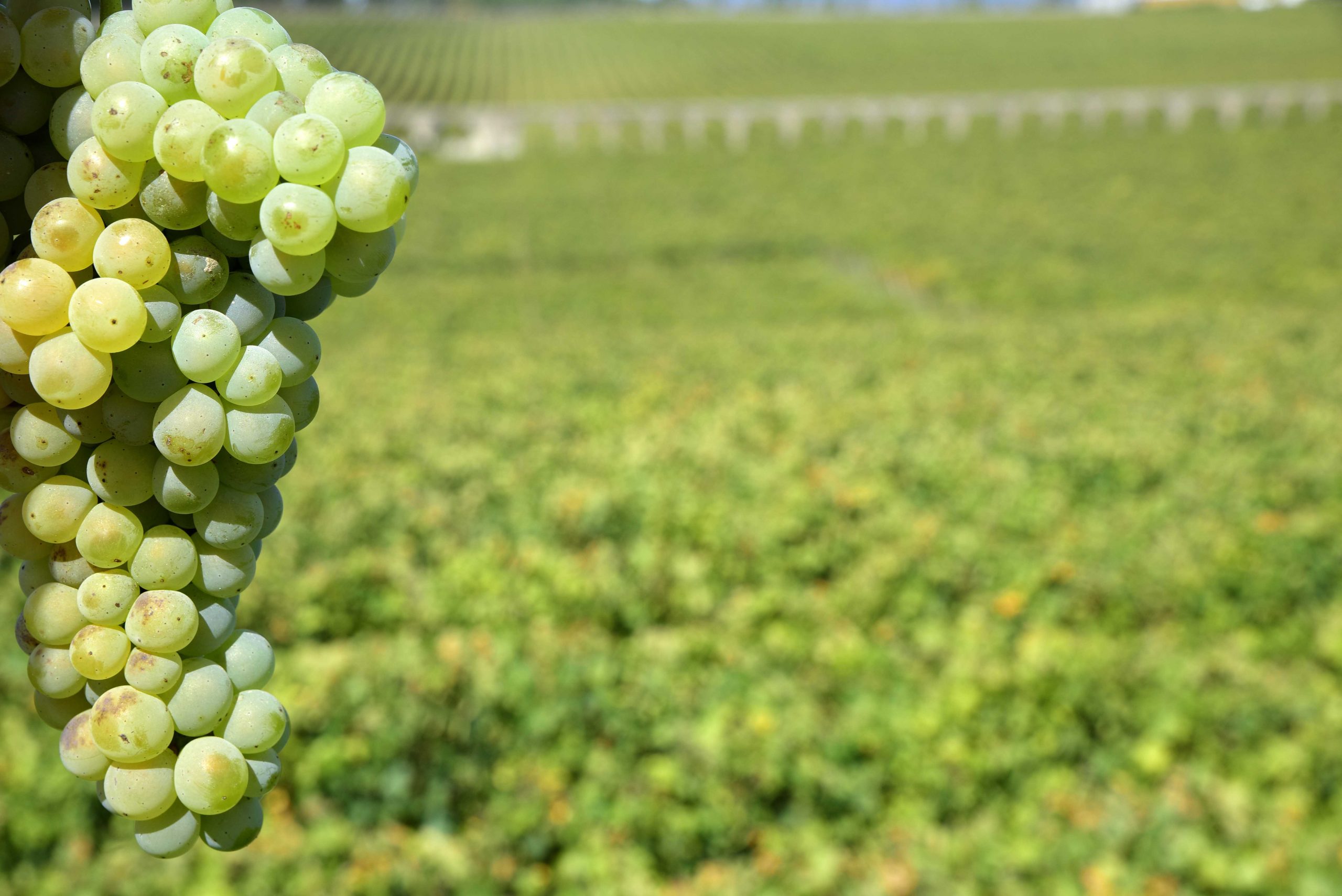 Maior apólice agrícola do País abrange cerca de 15 mil viticultores