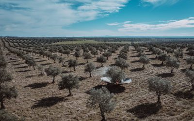 Produção da Cooperativa de Moura bate recordes e ultrapassa as 62 mil toneladas
