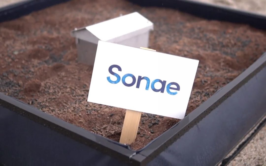 Sonae cria horta comunitária na cobertura de armazém no Sonae Campus