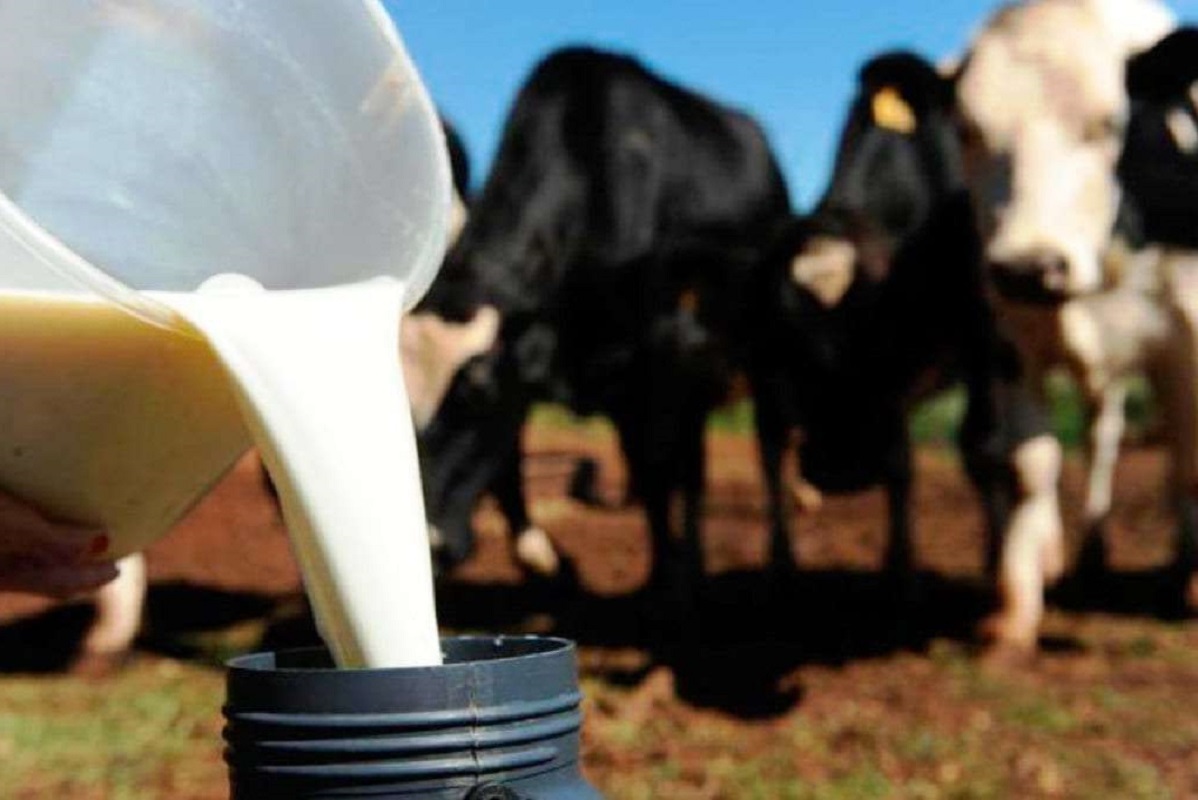Cadeias de distribuição podem levar os produtores de leite à falência