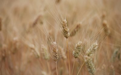 Governo da Madeira cria reserva de cereais para evitar ruturas