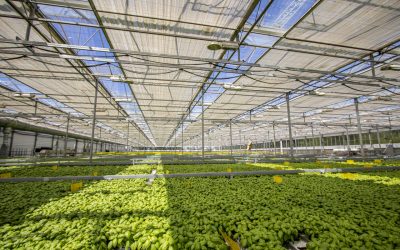 Grupo Spisa investe em nova unidade logística para empresa portuguesa de ervas aromáticas