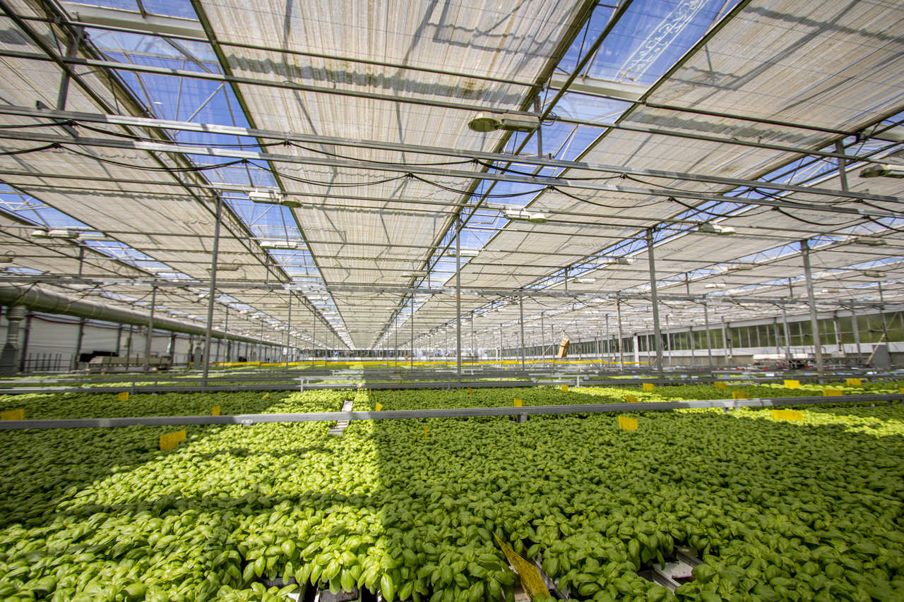 Grupo sueco investe na logística e impulsiona produção de ervas aromáticas em Viana do Castelo