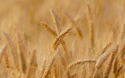 Menor oferta e qualidade de trigo faz disparar preços dos cereais a nível mundial
