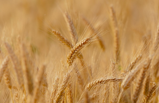 Aumento do preço do trigo