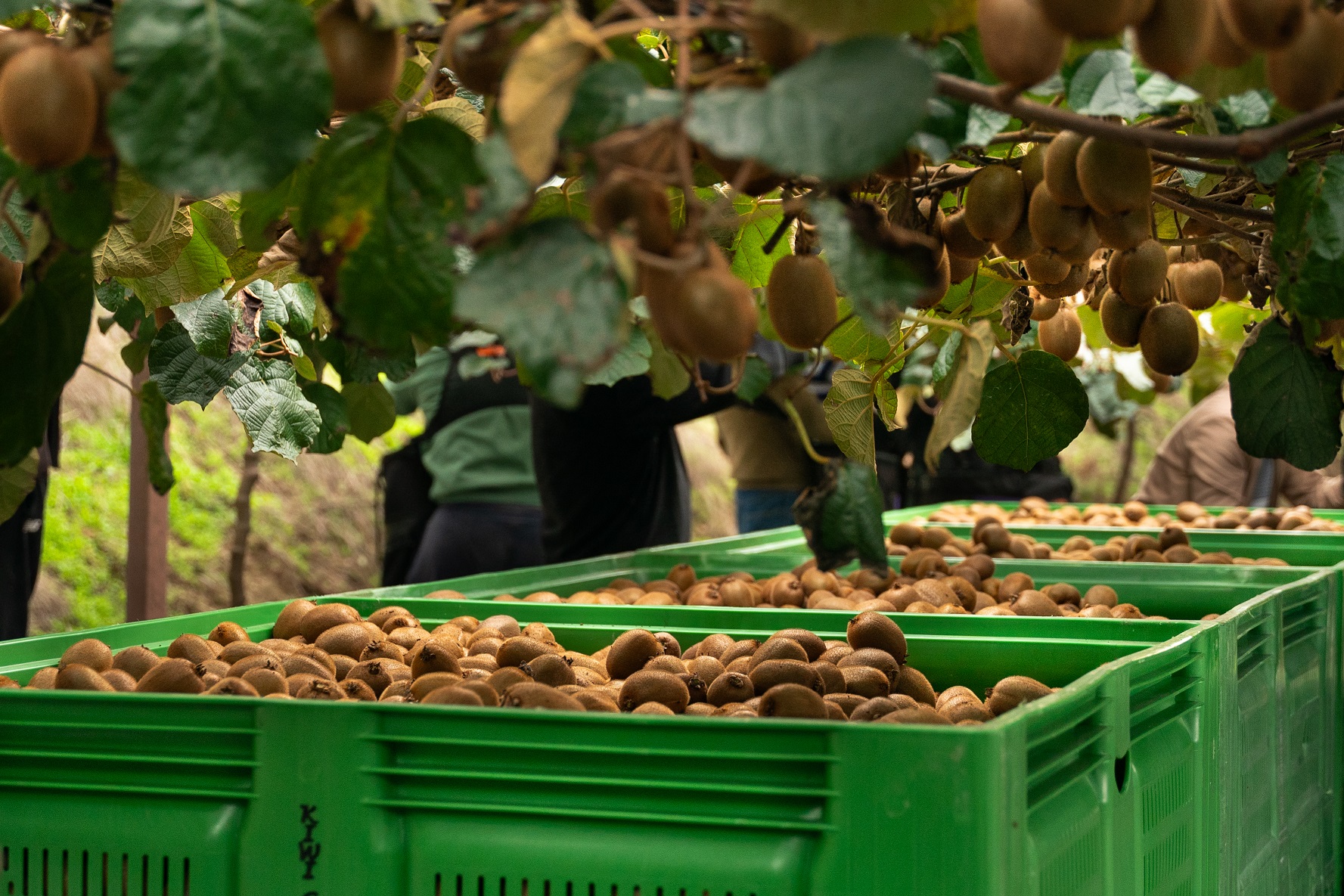 Mercadona duplicou aposta em kiwi português com a compra de mais de 5.000 toneladas em 2023