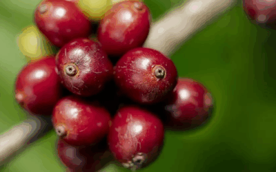 32% do café da Nescafé proveio de agricultura regenerativa em 2024