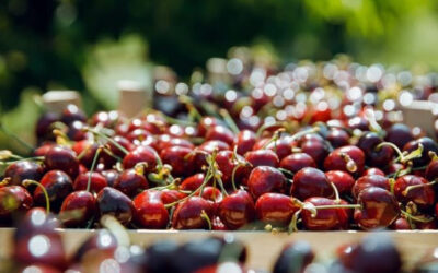 UE reforça laços comerciais e alarga acesso de hortofrutícolas moldavos ao mercado