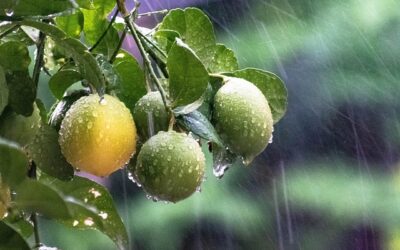 Alterações climáticas aumentam preços dos alimentos em todo o mundo
