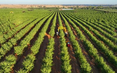 De Prado desenvolve aplicação para otimizar logística