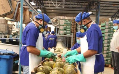 Frutas do Nordeste conquistam Europa: Porto do Pecém exporta 200 contentores semanais 