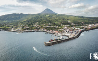 Açores envia 30 contentores com gado vivo para o continente
