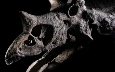 Rhenus transporta esqueleto de dinossauro entre Itália e EUA