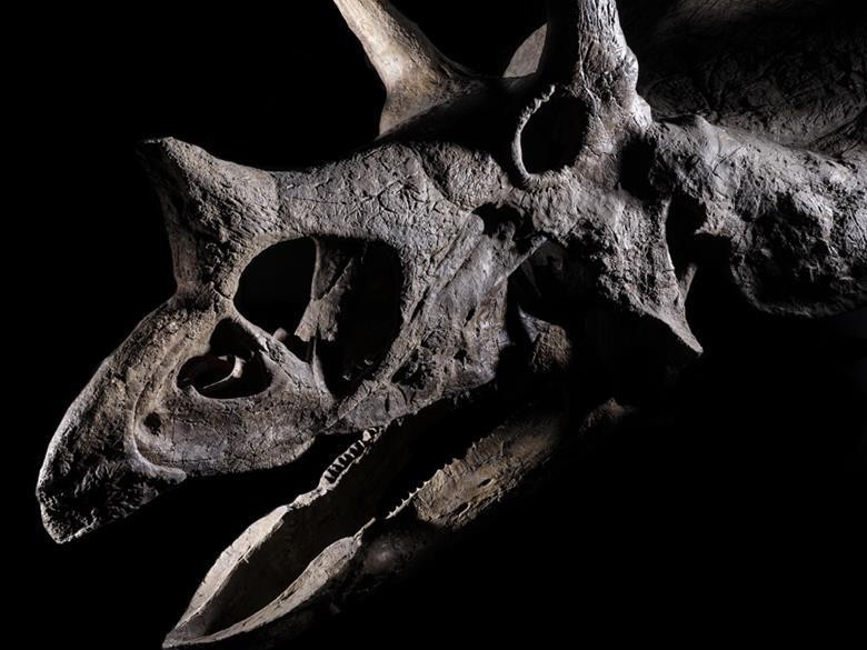 Rhenus transporta esqueleto de dinossauro entre Itália e EUA