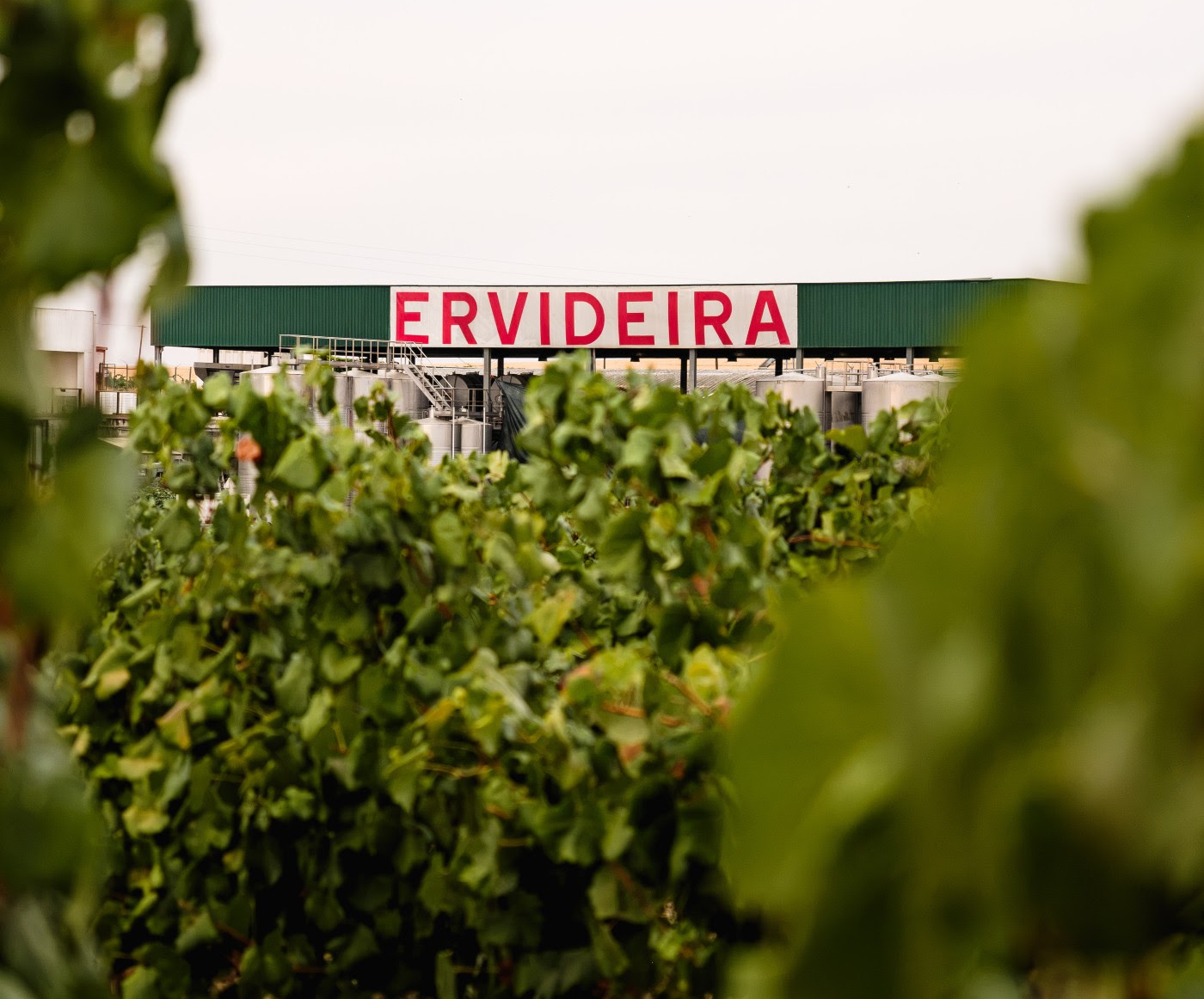 Programa de Sustentabilidade dos vinhos do Alentejo já conta com 30 produtores certificados